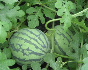 毛瓜孕妇可以吃,孕妇的天然营养佳品